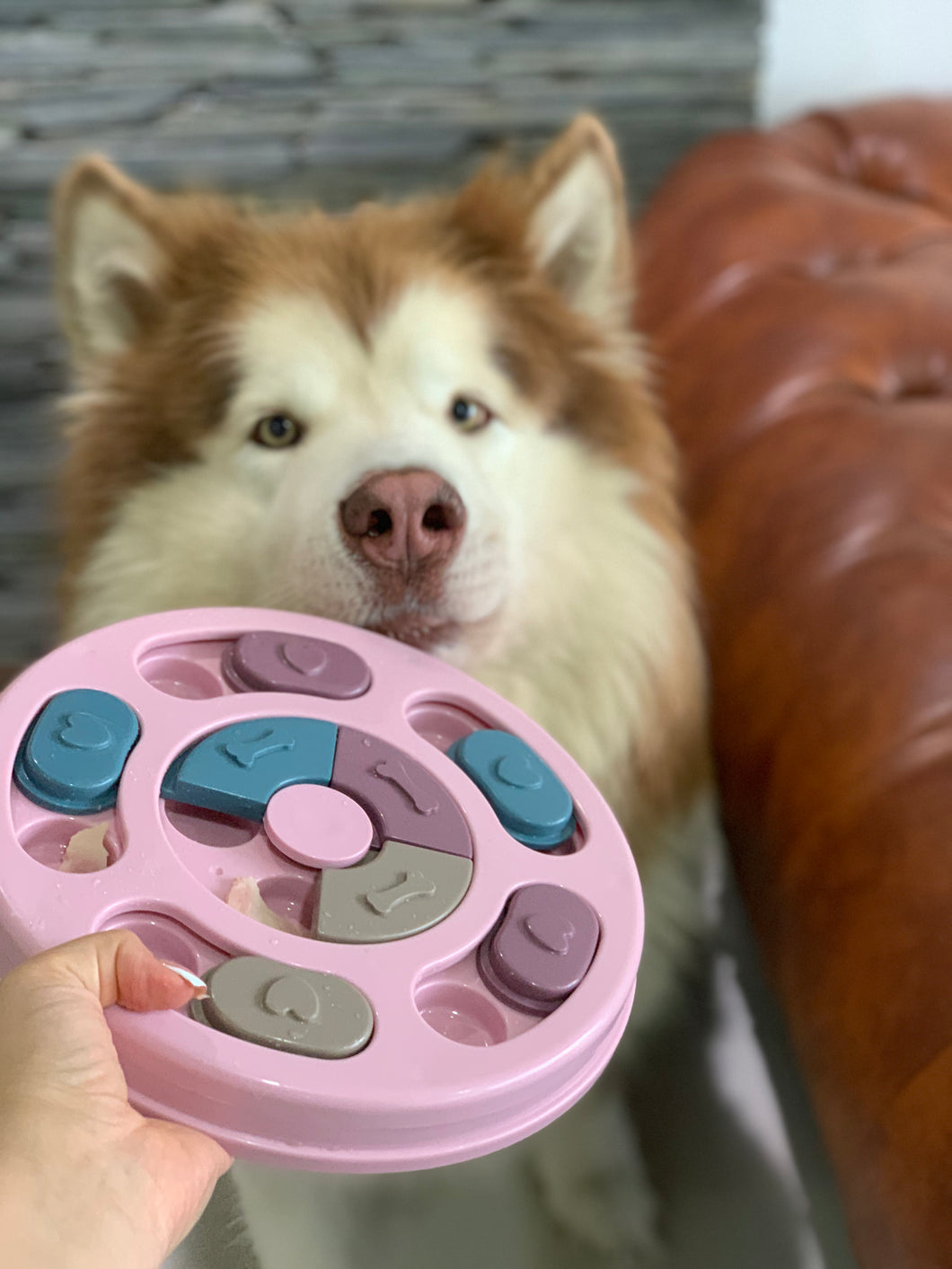 Rompecabezas canino